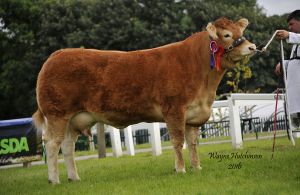 Great Yorkshire Show 2016